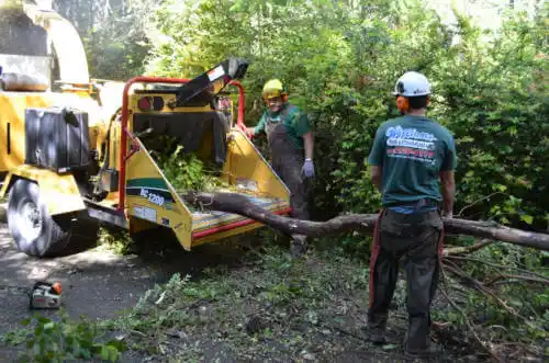 tree services Mount Vernon